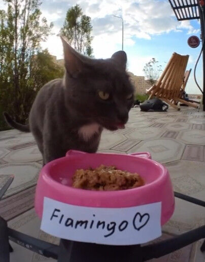 Dernières nouvelles de l'entreprise Drones: une nouvelle "cafeteria aérienne" pour les chats errants